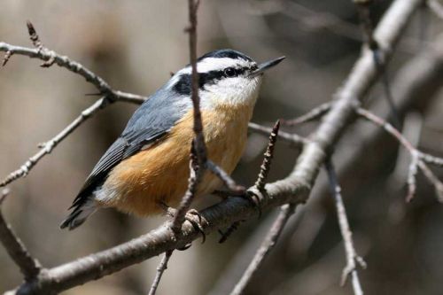 Photo: Red Breasted Nuthatch by Matt MacGillivray